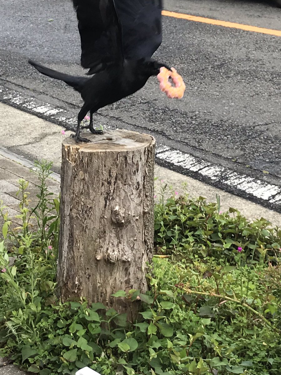 ポンデカラスいた！！！！！ 