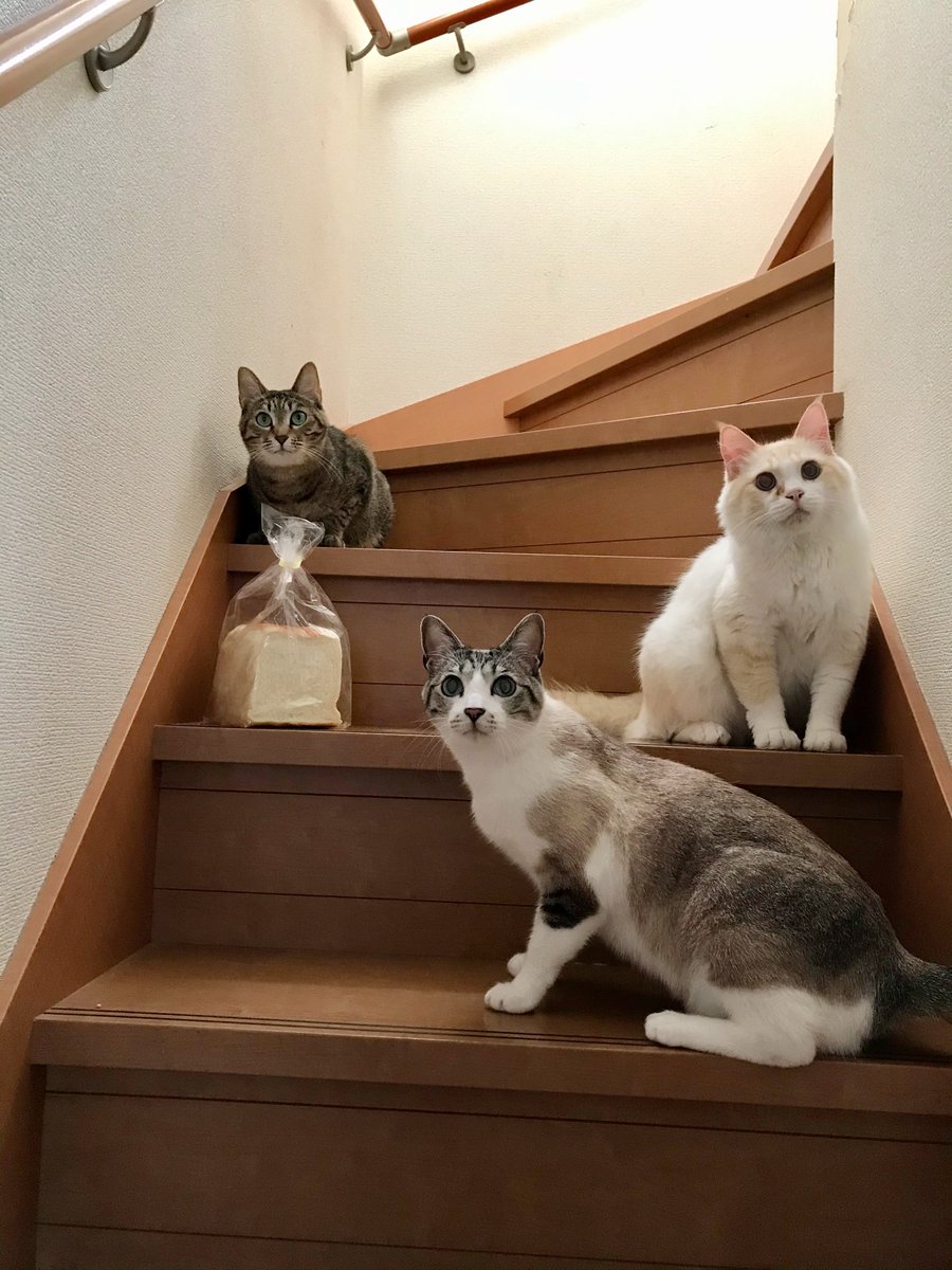 ｢主人が食パンを買ってきてくれたので、今から食べる