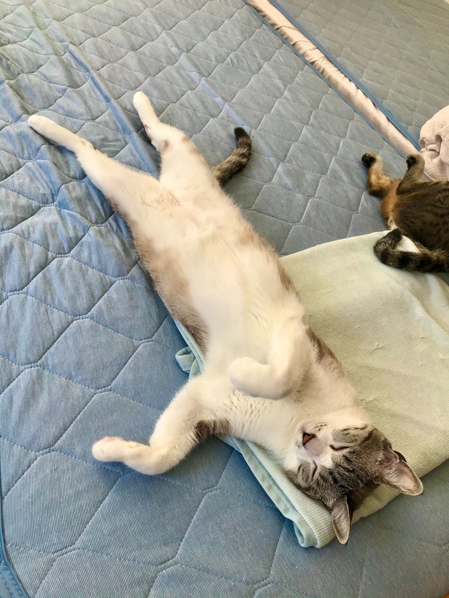 Nクールに変えた途端、これですわ 