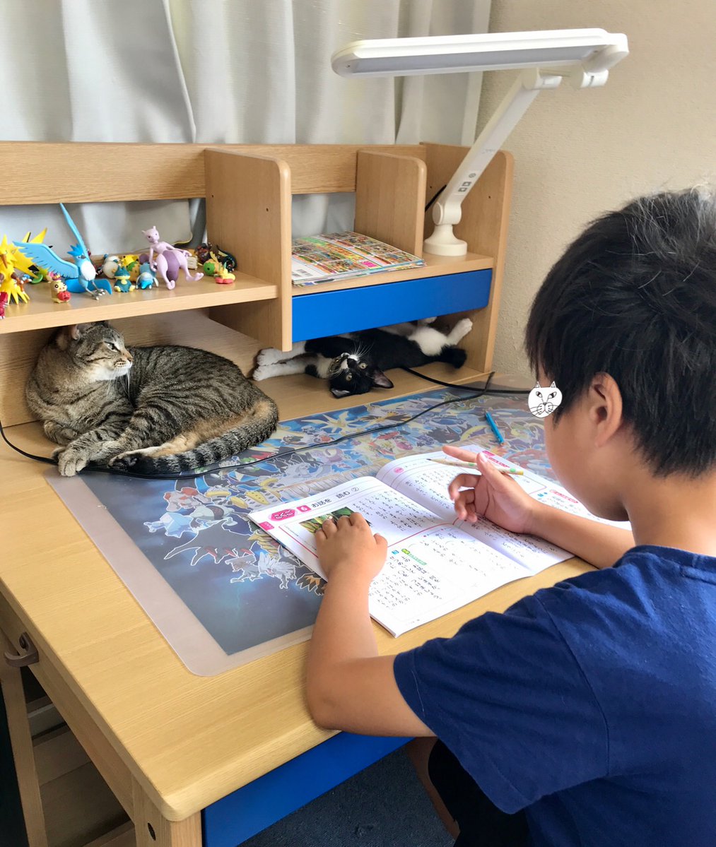 「宿題、自分の部屋でしてくる」とか言うもんだから、めずらしい…と思ってたら、ネコがいる所でしたかったんだって