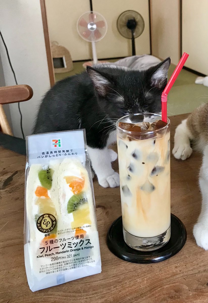 「それはダメだよ」と教える先輩ネコ 