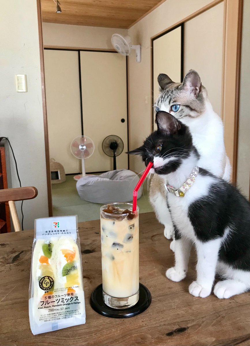 「それはダメだよ」と教える先輩ネコ 