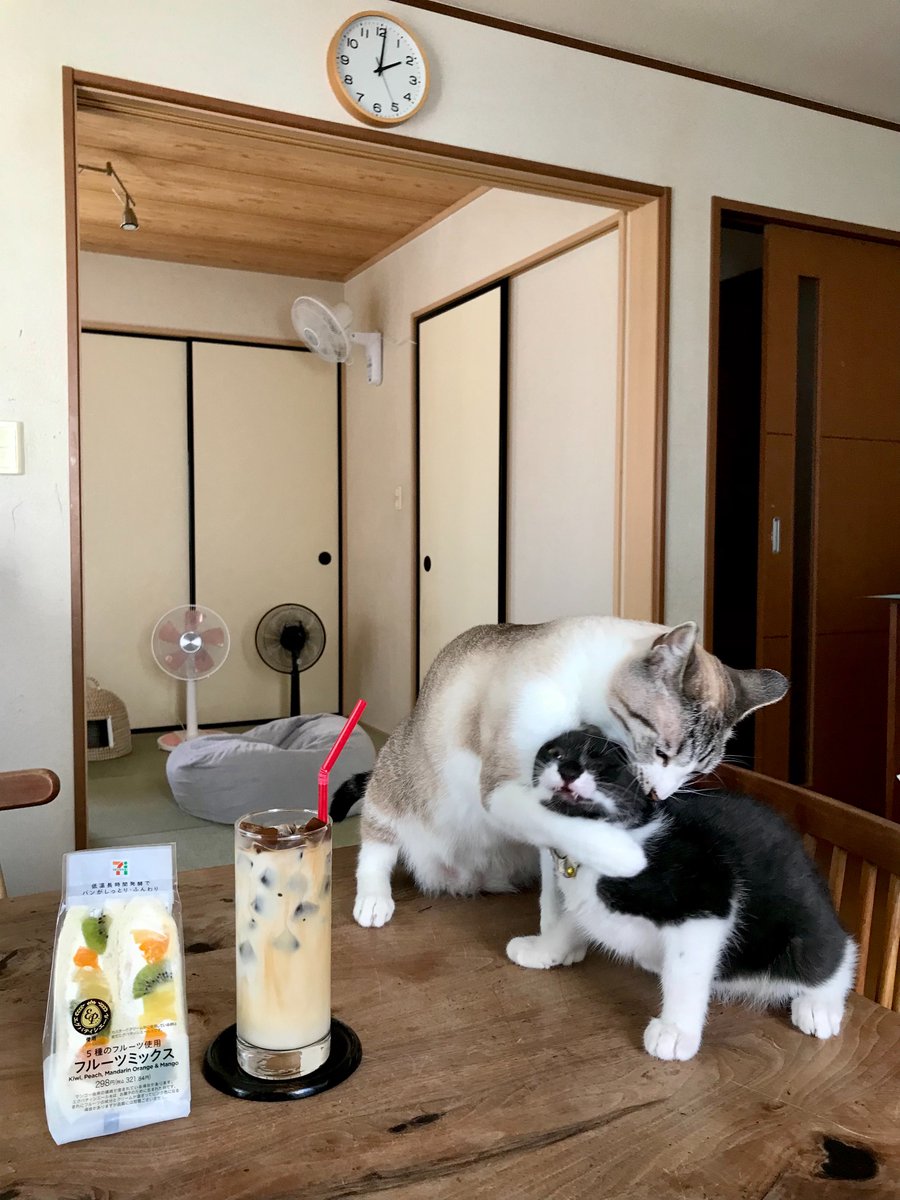 「それはダメだよ」と教える先輩ネコ 