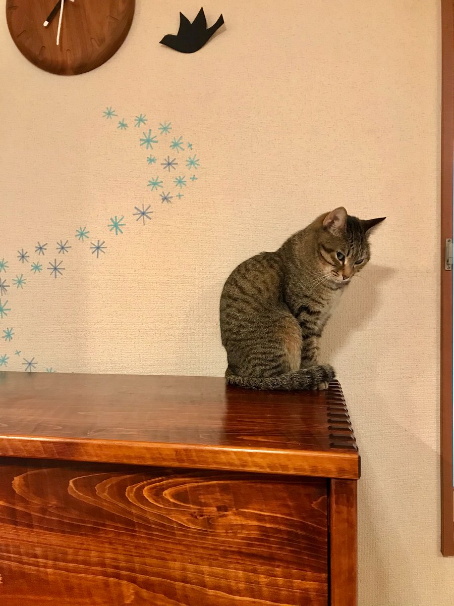 キッチンに置いてた、溶き卵が入ってたボウルがピカピカになってたんですが… 