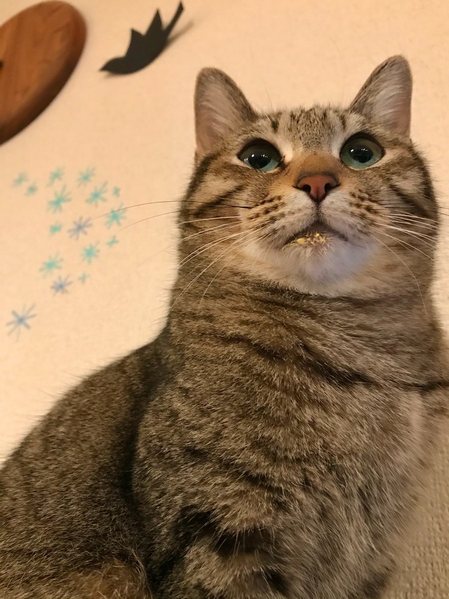 キッチンに置いてた、溶き卵が入ってたボウルがピカピカになってたんですが… 