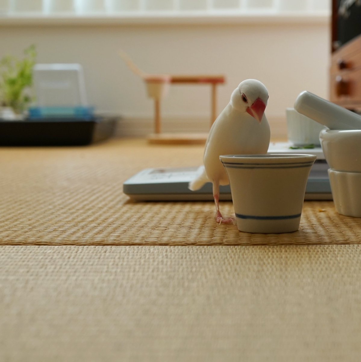 餌入れに餌が入っていないことを知った時の絶望感。  #文鳥 