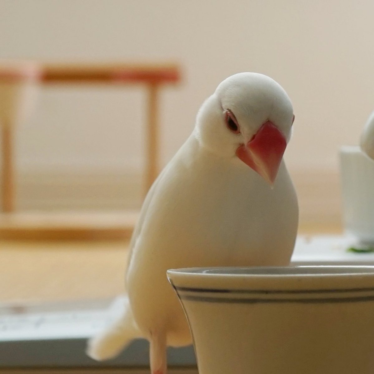 餌入れに餌が入っていないことを知った時の絶望感。 #文鳥