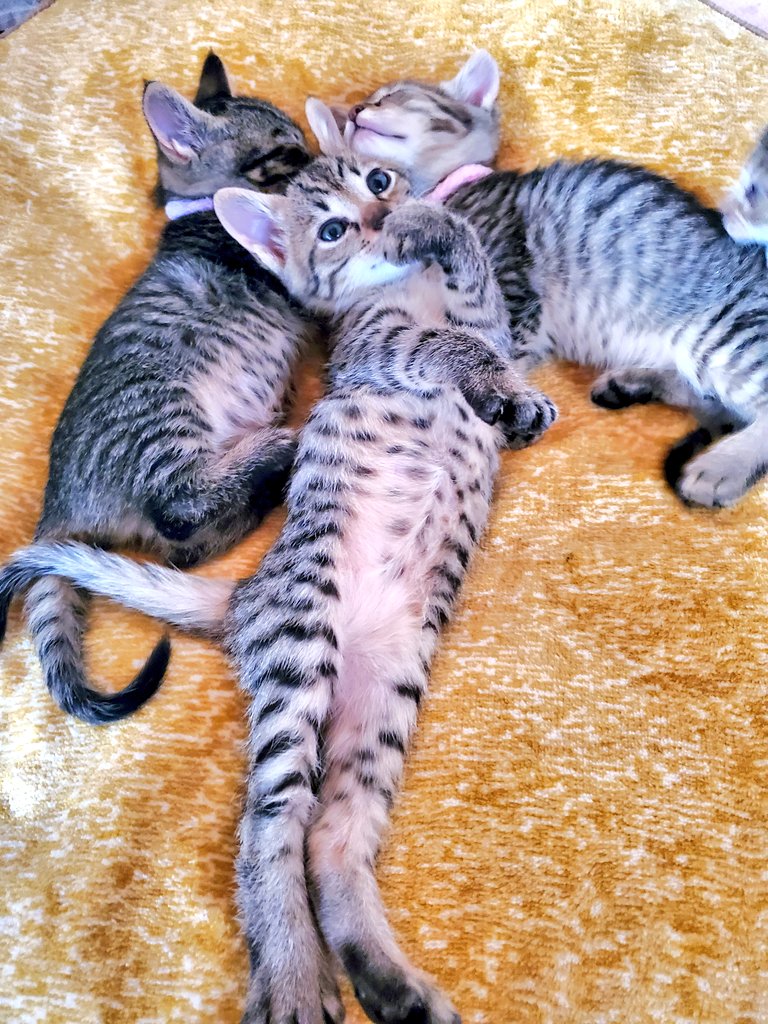 4月頭にうちの車庫で野良猫が赤ちゃん産んでしもて、ちいちゃい子たち踏み潰したら怖いな思ってとりあえず保護したんやけどマジで家にいる時何をしてても30分置きぐらいに子猫ちゃんを吸いに行ってしまうのでなんも手につかん過ぎて日常生活が困難です 助けてください(奈良県 女性) 