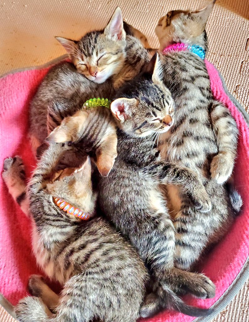 4月頭にうちの車庫で野良猫が赤ちゃん産んでしもて、ちいちゃい子たち踏み潰したら怖いな思ってとりあえず保護したんやけどマジで家にいる時何をしてても30分置きぐらいに子猫ちゃんを吸いに行ってしまうのでなんも手につかん過ぎて日常生活が困難です 助けてください(奈良県 女性) 