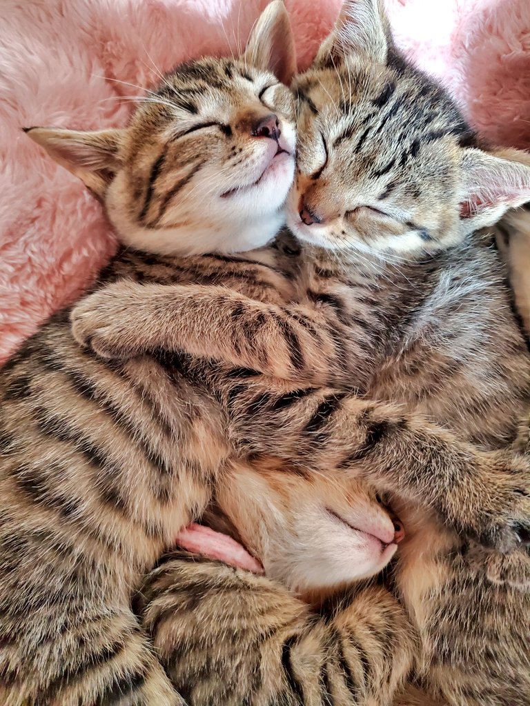 4月頭にうちの車庫で野良猫が赤ちゃん産んでしもて、ちいちゃい子たち踏み潰したら怖いな思ってとりあえず保護したんやけどマジで家にいる時何をしてても30分置きぐらいに子猫ちゃんを吸いに行ってしまうのでなんも手につかん過ぎて日常生活が困難です 助けてください(奈良県 女性) 