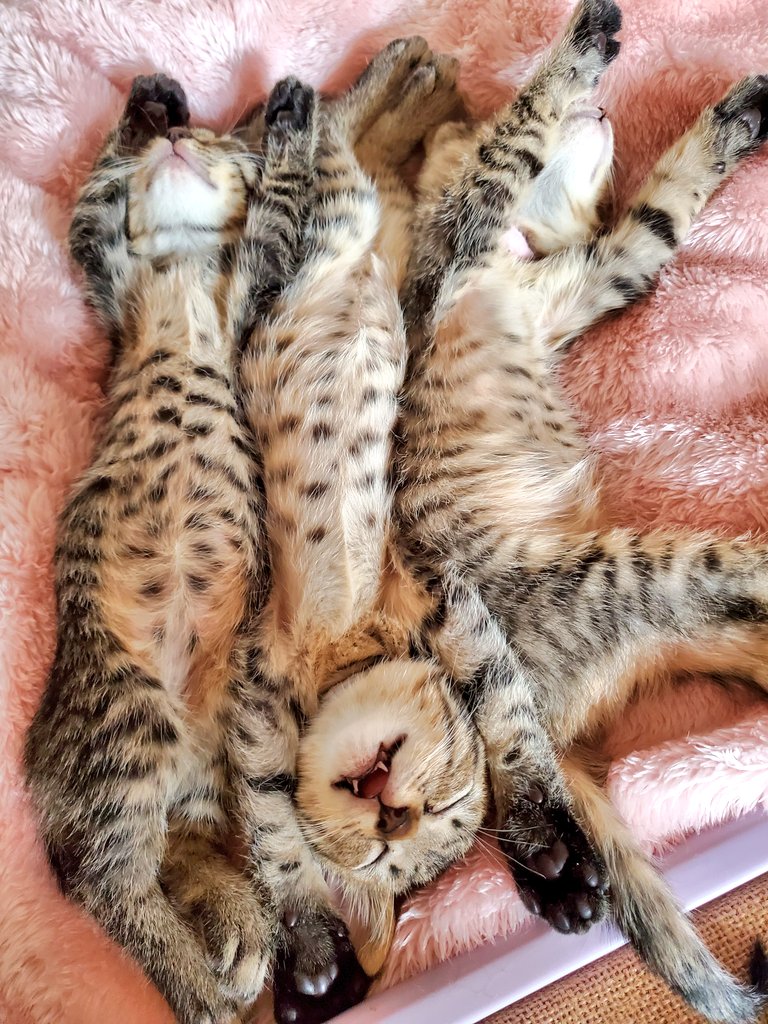 4月頭にうちの車庫で野良猫が赤ちゃん産んでしもて、ちいちゃい子たち踏み潰したら怖いな思ってとりあえず保護したんやけどマジで家にいる時何をしてても30分置きぐらいに子猫ちゃんを吸いに行ってしまうのでなんも手につかん過ぎて日常生活が困難です 助けてください(奈良県 女性) 