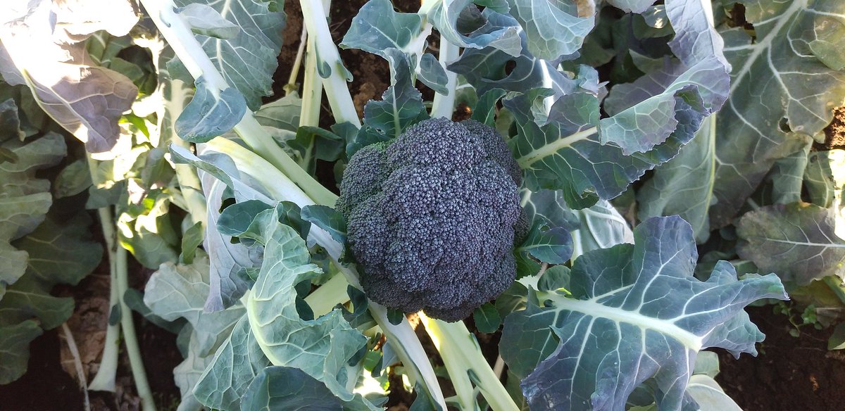   という話が一般常識だとこれを規格外にしなくてすむのでありがたいな