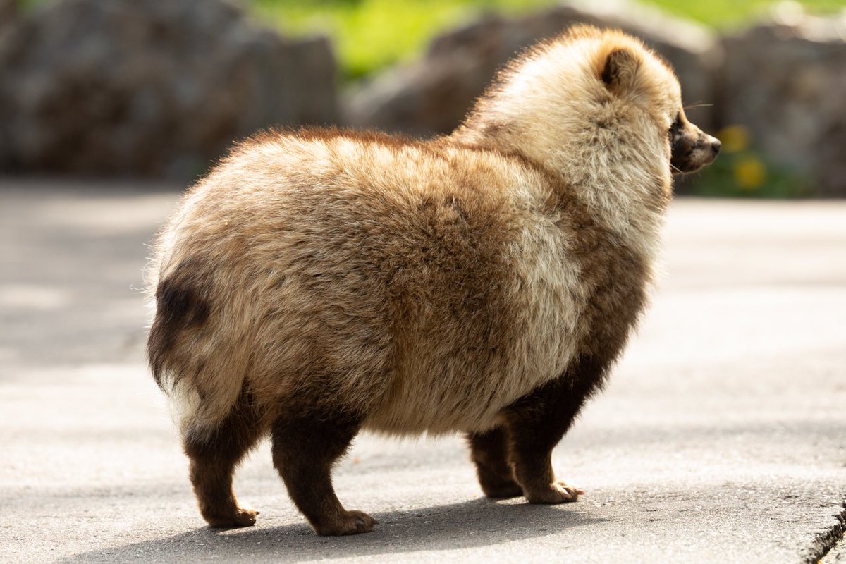 みんなエゾタヌキ大好きですね・・ 折角なのでシュールなやつです。 