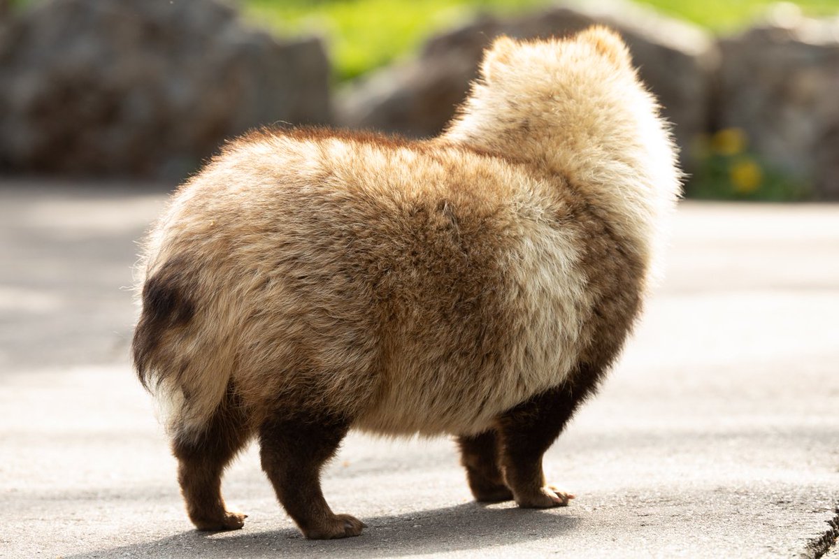 みんなエゾタヌキ大好きですね・・ 折角なのでシュールなやつです。 