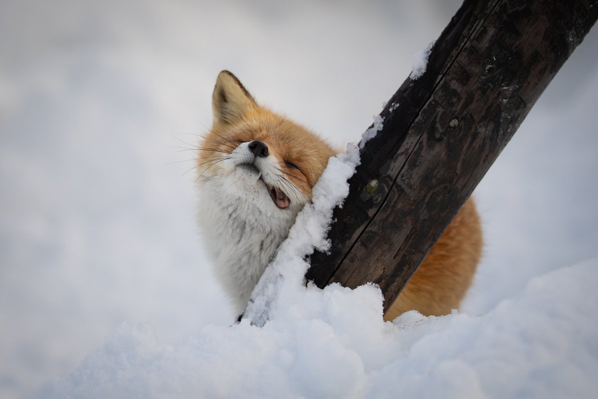 キタキツネのかゆいときの顔 