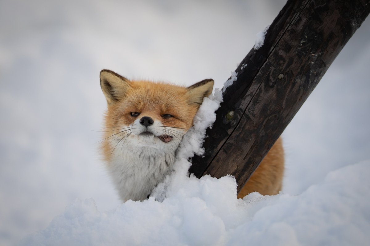 キタキツネのかゆいときの顔 
