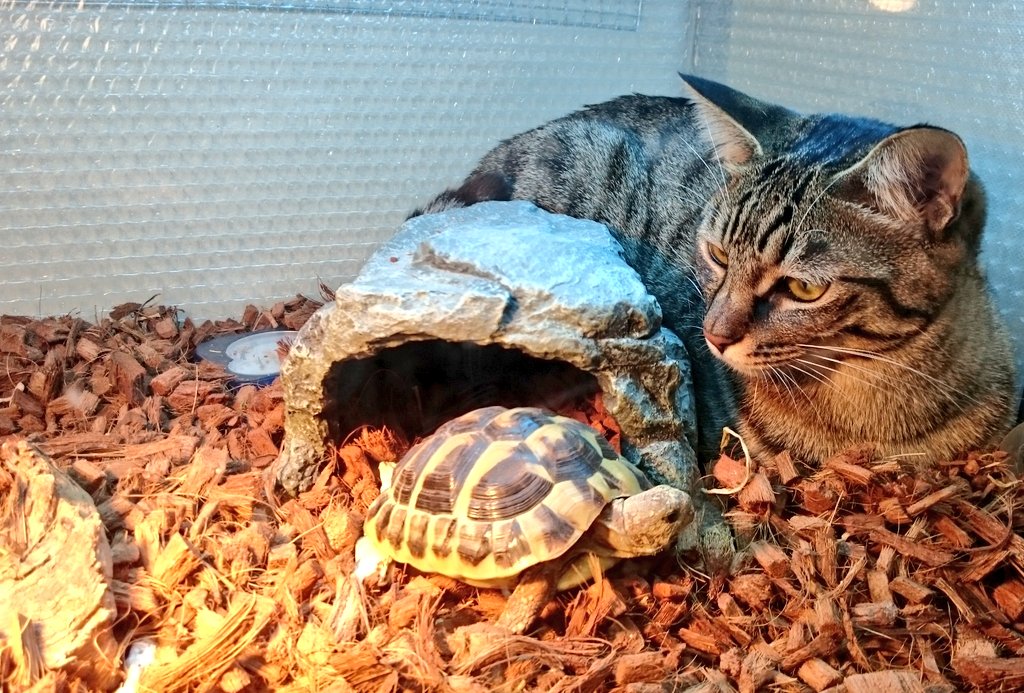 と泣きながら部屋から外から探し回ったある日の夜