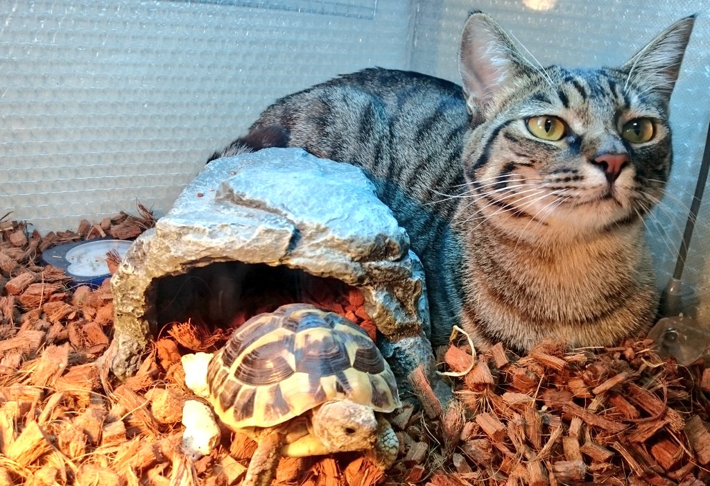 と泣きながら部屋から外から探し回ったある日の夜 