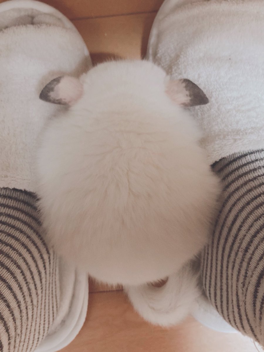 よくここで寝てる 