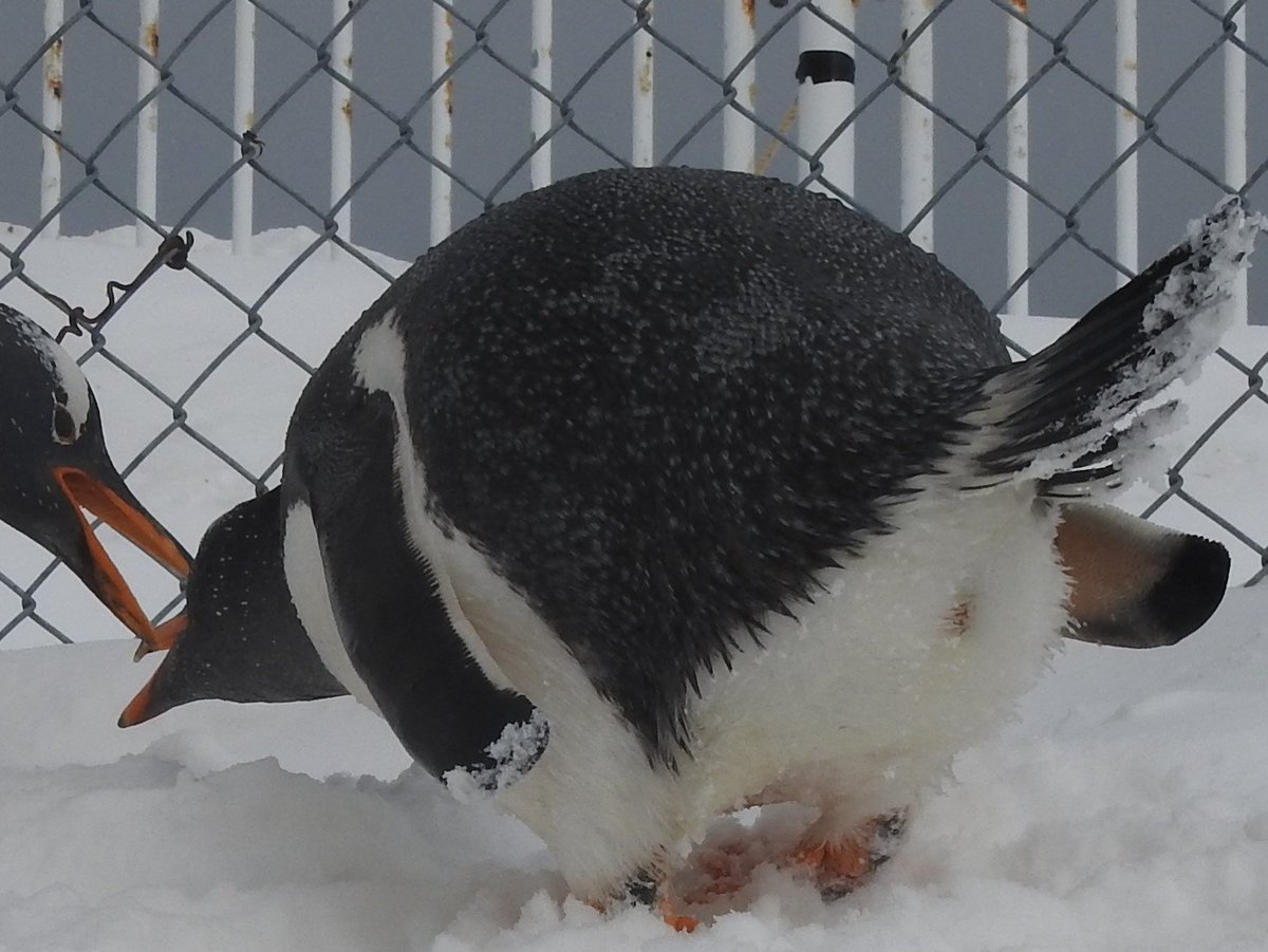 普段はなかなか見られないペンギンのお尻です！ 