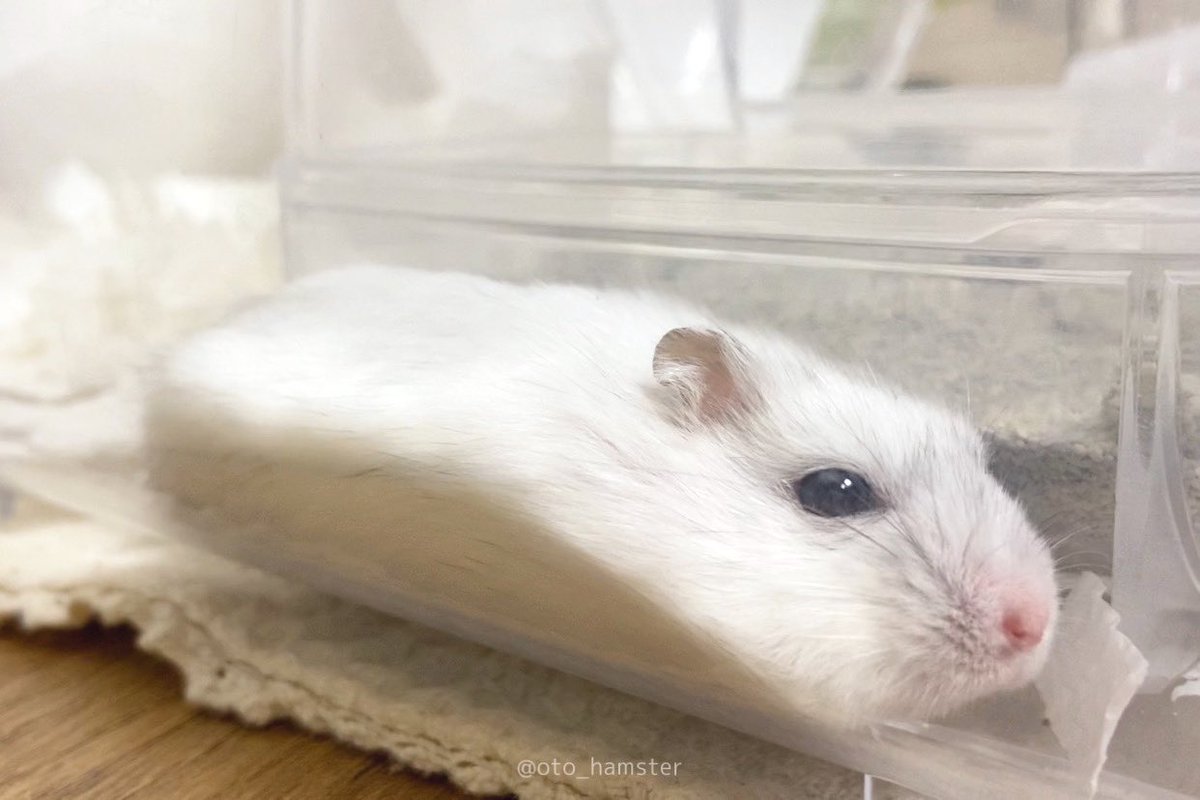 新幹線の先頭車両みたいになってる 