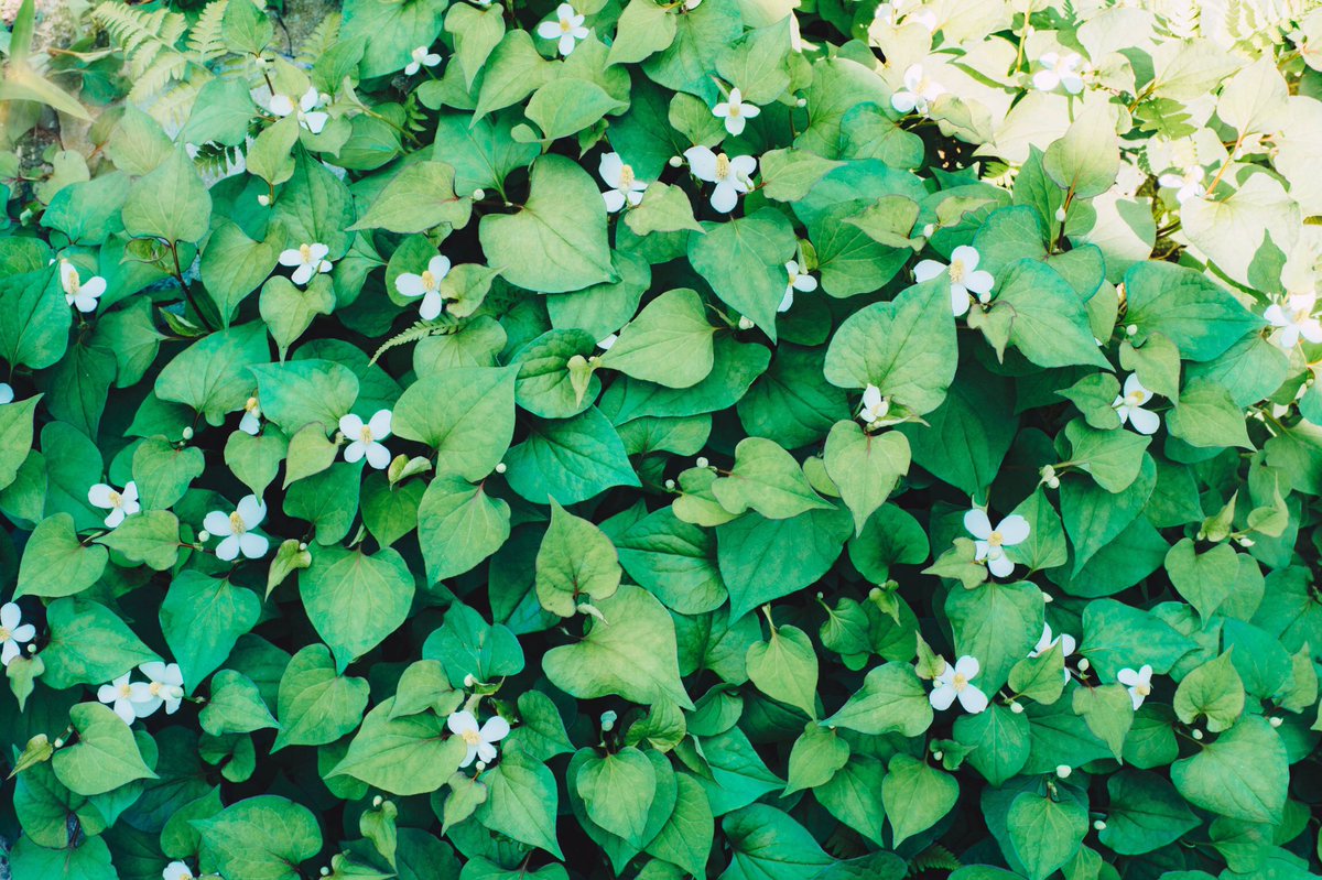 ドクダミの花を焼酎に漬け込むとそのへんの蚊のかゆみ止め薬よりもめっちゃ効き目あるので毎年この季節になると作ってしまいます