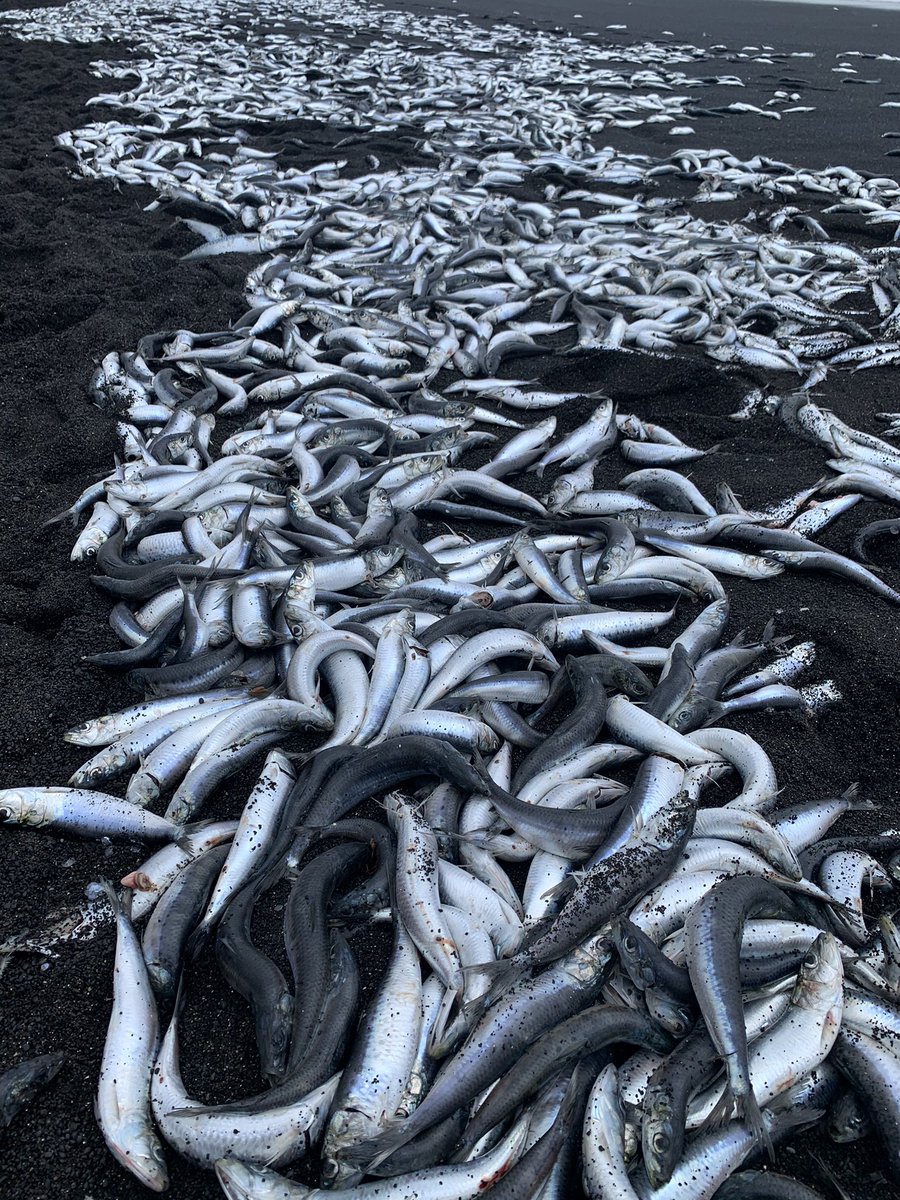  砂浜にイワシ、サバ、その他が打ち上げられています  しかもでかすぎる
