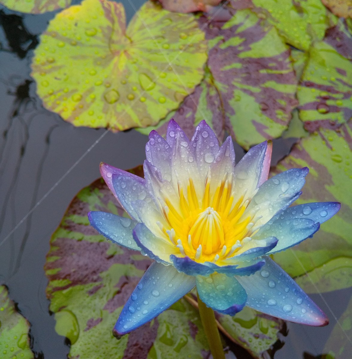 先月、宮川花園さんから届いた期待の新人です🔰実物はもっと薄紫色してます