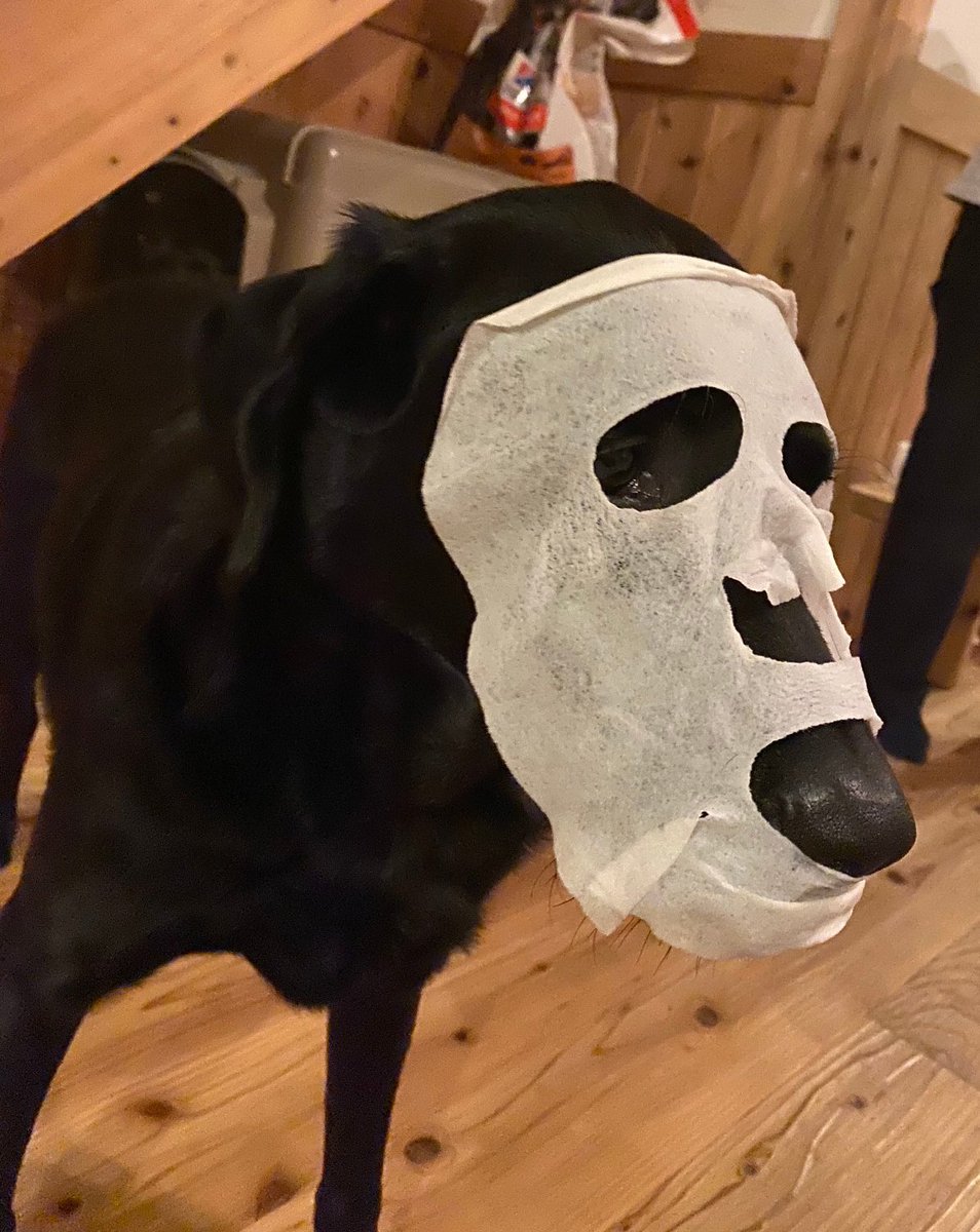 パックしてるうちの犬 