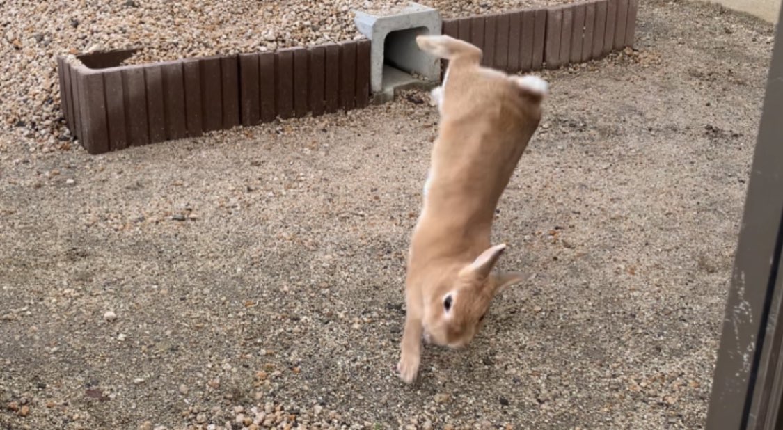 庭作って良かったと思う理由がこれ😆 