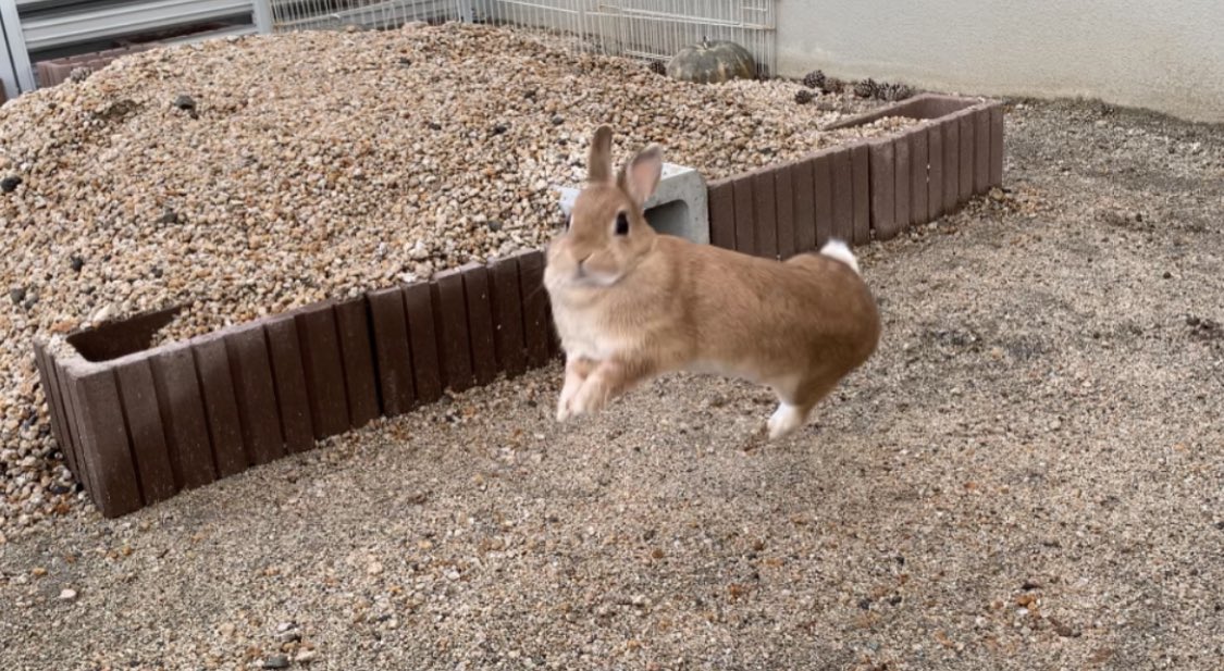 庭作って良かったと思う理由がこれ😆 