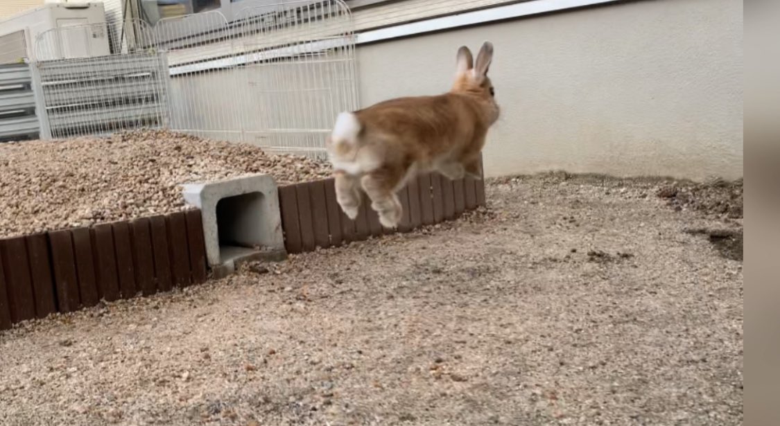 庭作って良かったと思う理由がこれ😆 