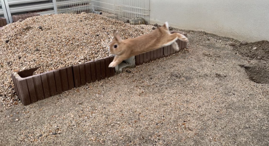 庭作って良かったと思う理由がこれ😆 