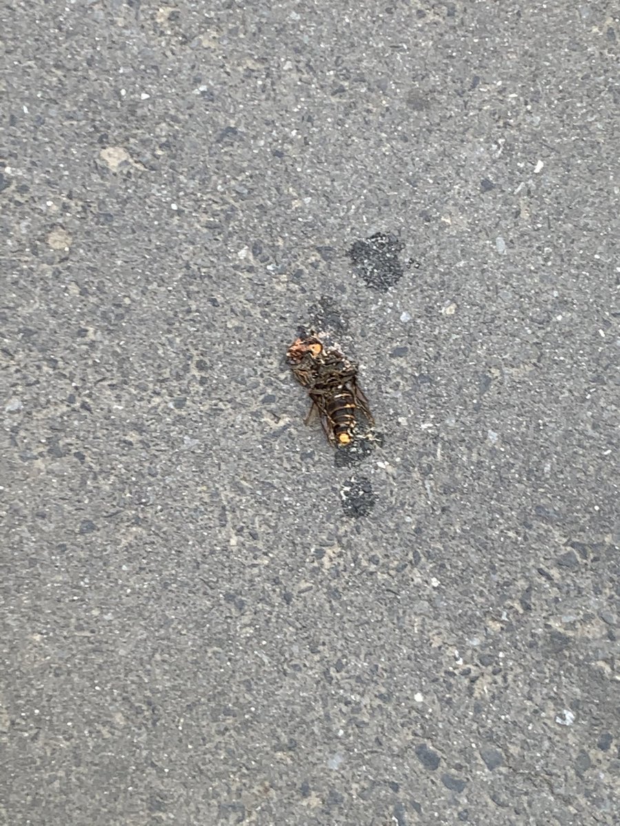 なんか口に入ってきたからモグモグしたら普通にスズメバチだった。 