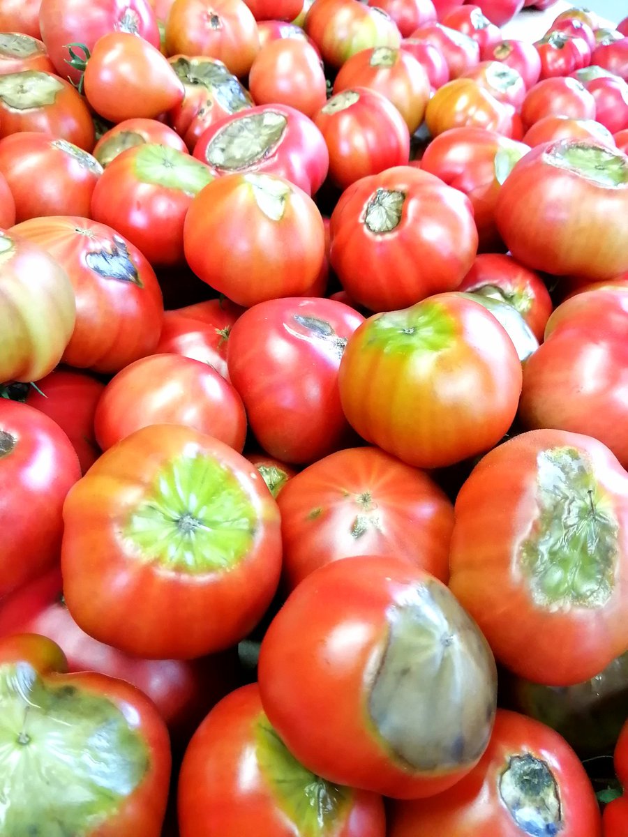 トマトには尻腐れ果という外品がありますが実はこれが一番甘かったりします