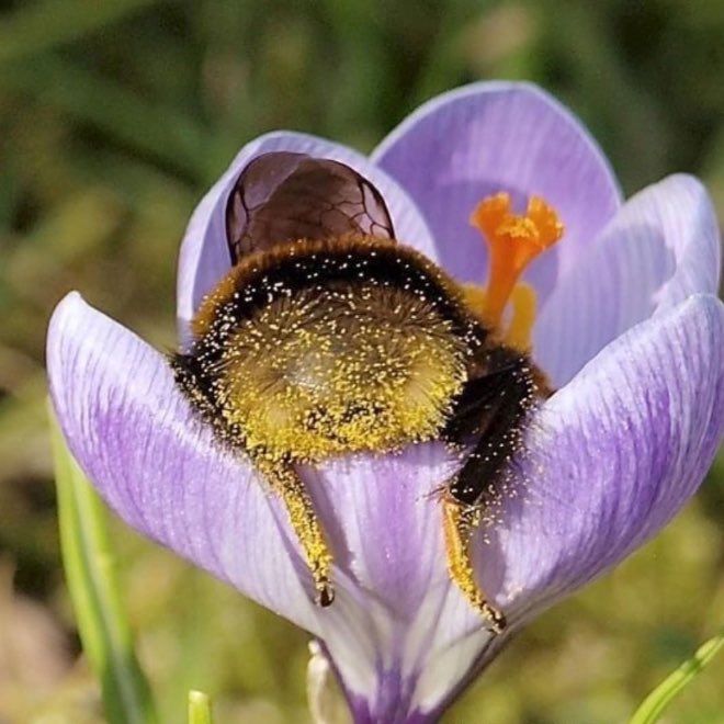 「おしりがかわいい」と言われるハナマルバチは花粉をつけたまま花の中で眠っていることがある