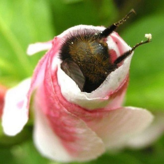 「おしりがかわいい」と言われるハナマルバチは花粉をつけたまま花の中で眠っていることがある