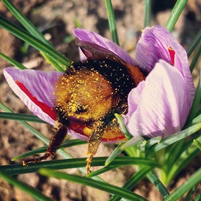 「おしりがかわいい」と言われるハナマルバチは花粉をつけたまま花の中で眠っていることがある