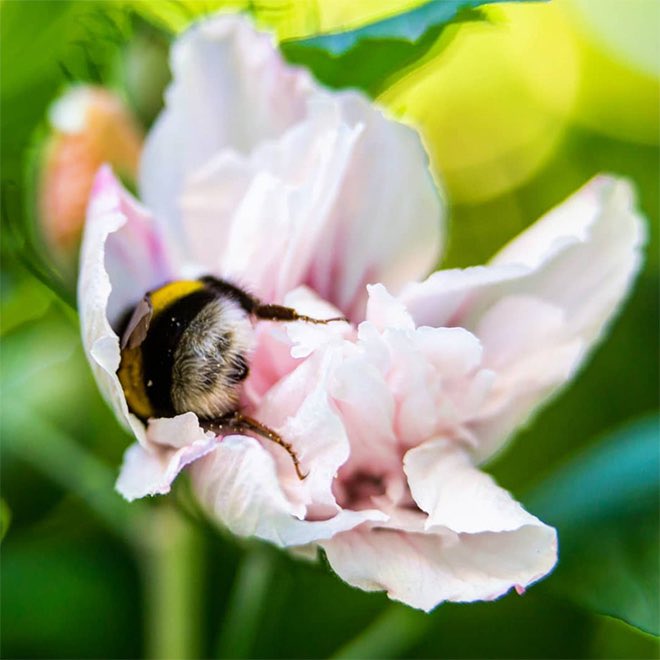 「おしりがかわいい」と言われるハナマルバチは花粉をつけたまま花の中で眠っていることがある