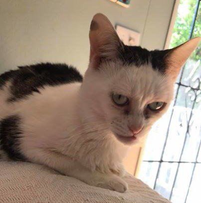 Dir en grayの京さんみたいな顔してる猫 