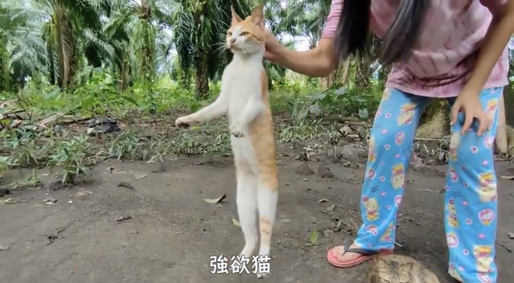 フィリピン農場だよりまじで最高 