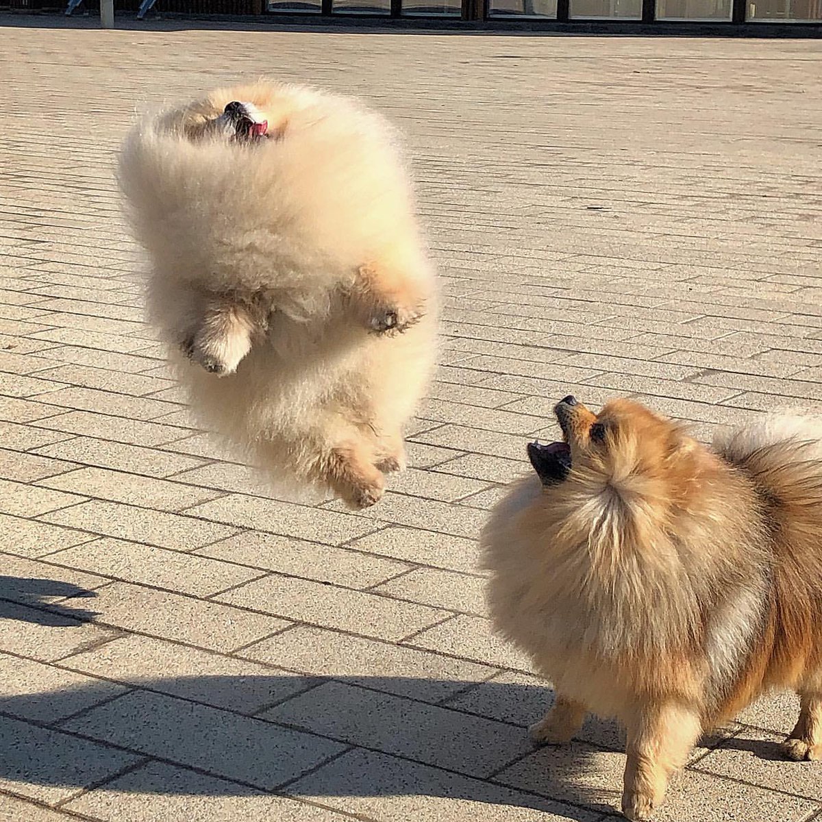 外はすごい風だ。ポメラニアンなら飛んでしまうのではないか？  📷  