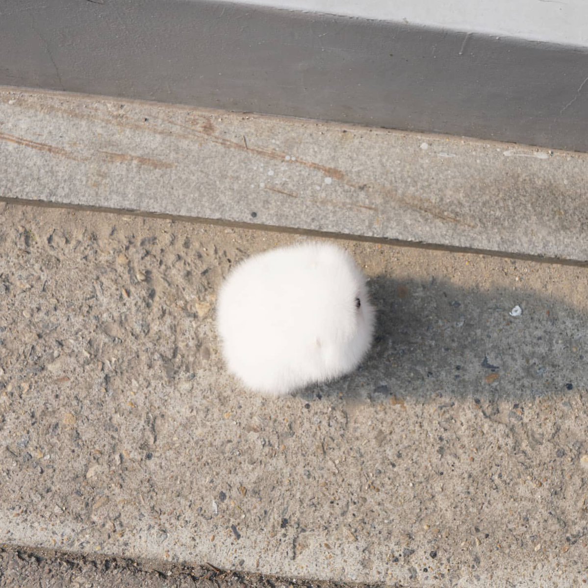 おや、マシュマロのヒナが元気に孵化したようですねぇ  📷  