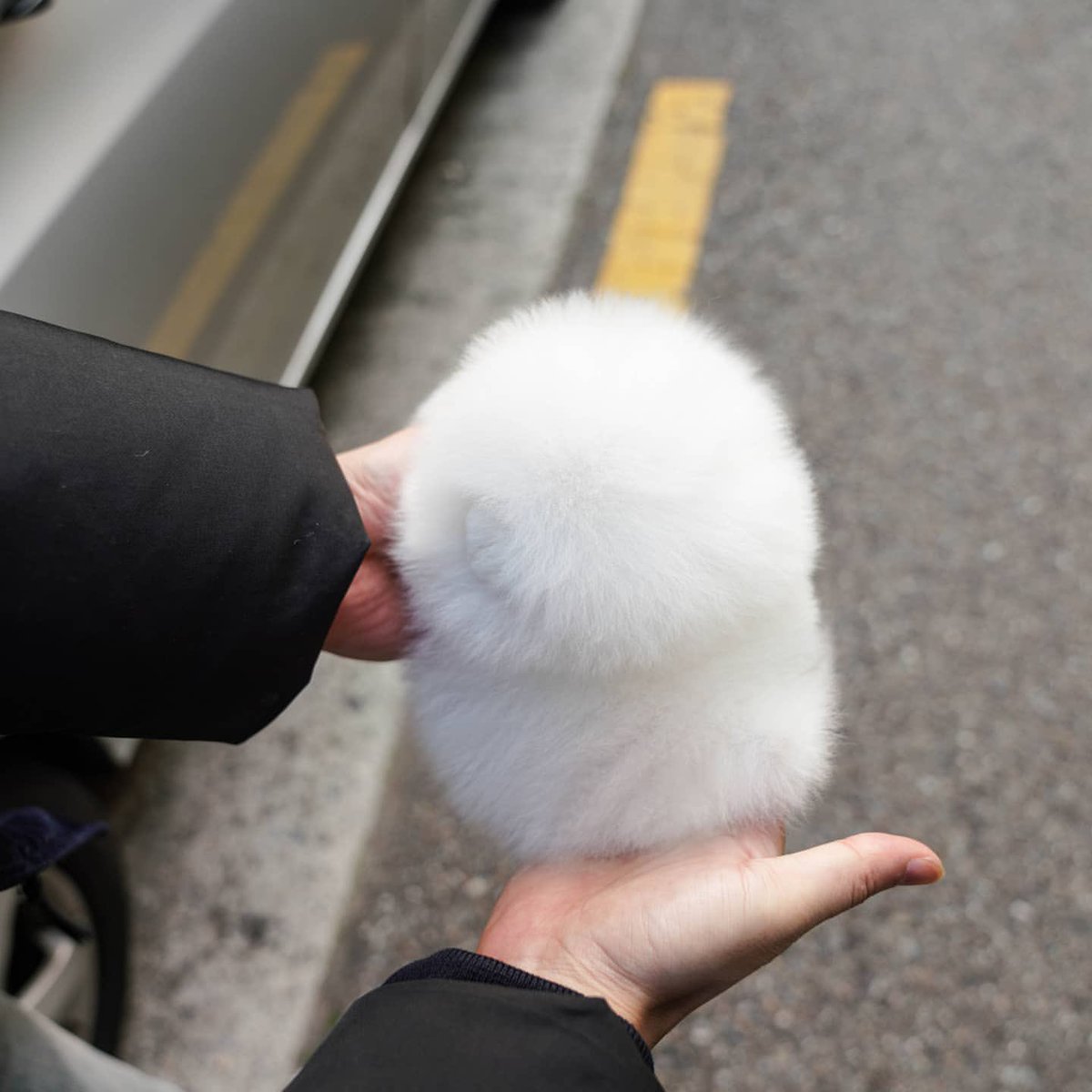 白仔ポメの真上からのアングル、最高に綿で最高。  📷  