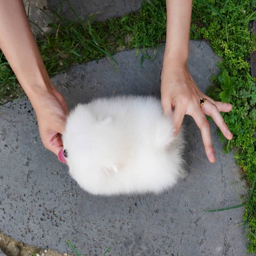 白仔ポメの真上からのアングル、最高に綿で最高。  📷  