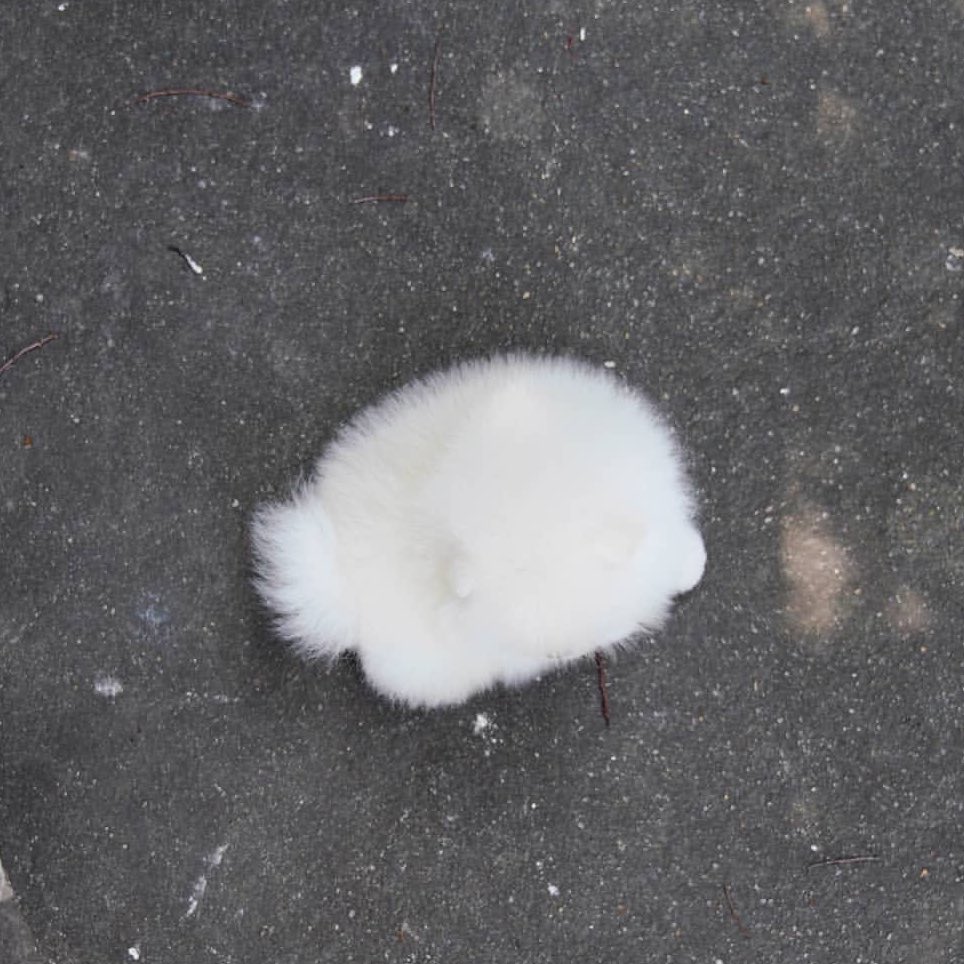 白仔ポメの真上からのアングル、最高に綿で最高。  📷  