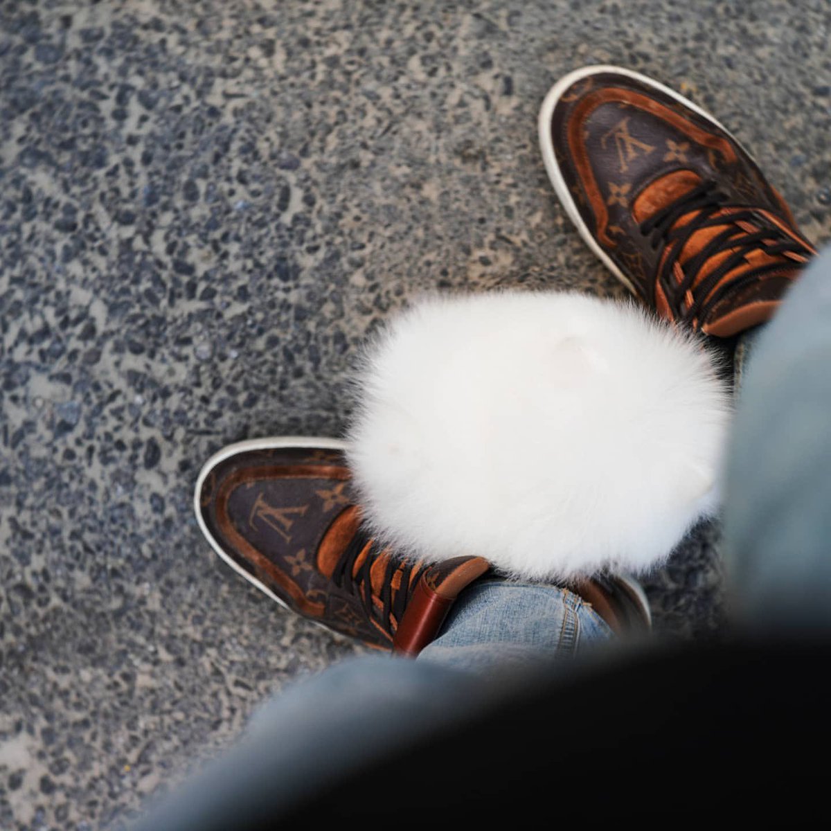 白仔ポメの真上からのアングル、最高に綿で最高。  📷  