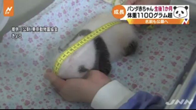 パンダの赤ちゃんに巻尺めりこませながら身長をはかる名誉職につきたい 