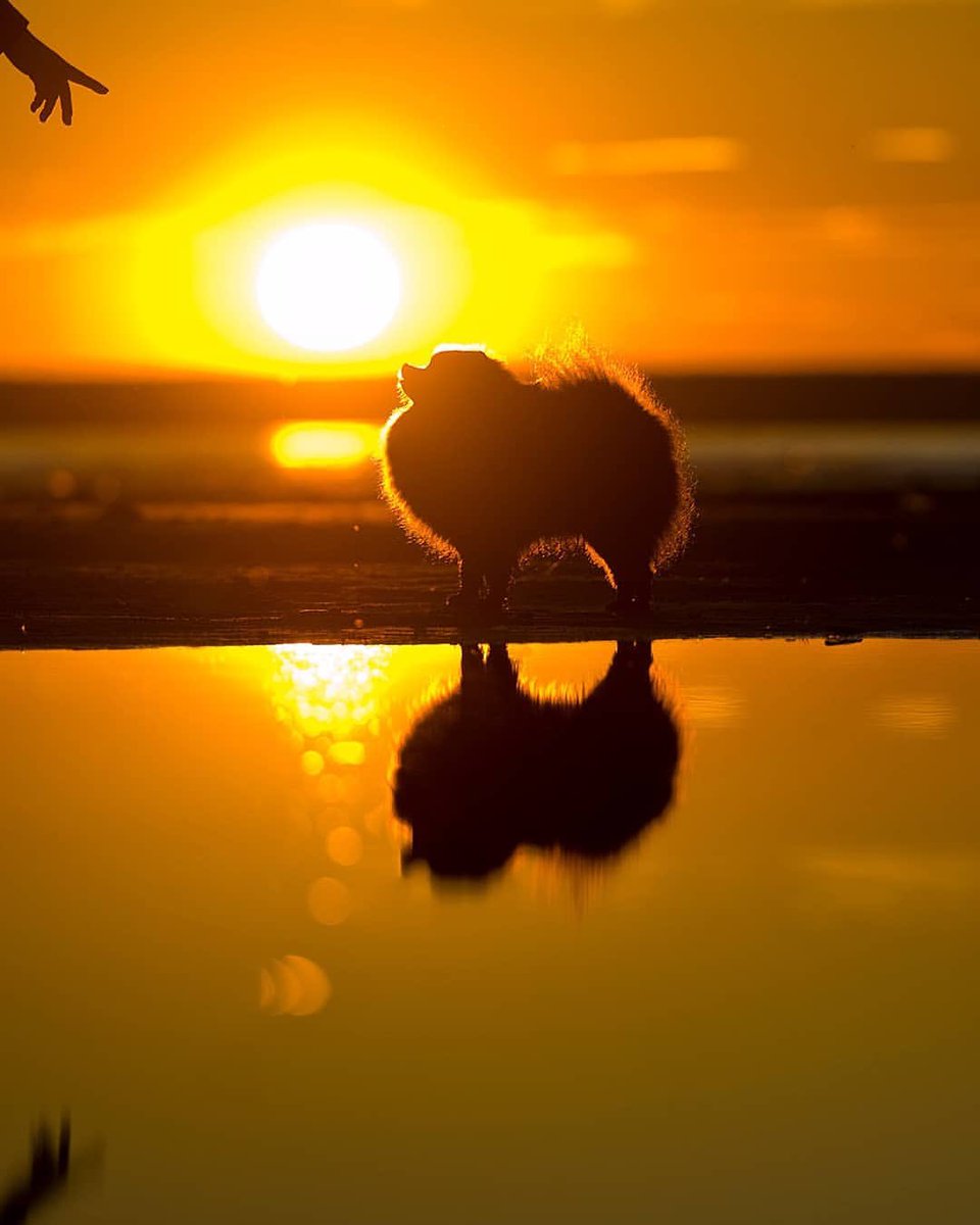 ロシアの写真家さんの夕日を背にしたポメラニアンがとてもきれい