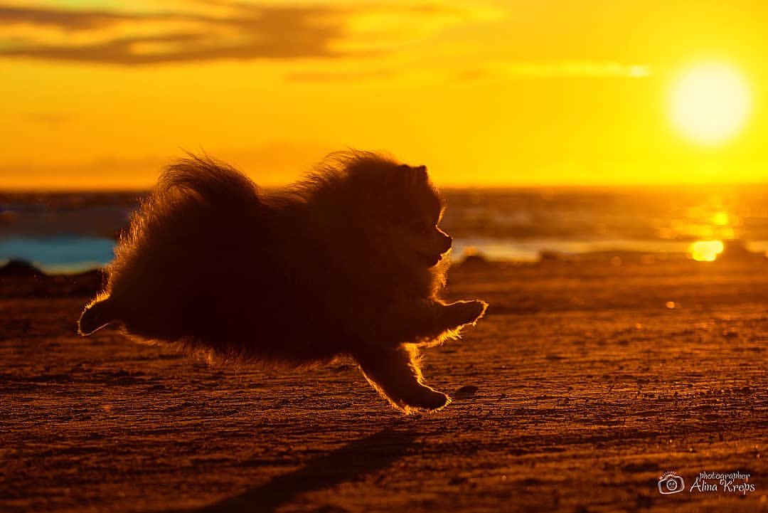 ロシアの写真家さんの夕日を背にしたポメラニアンがとてもきれい